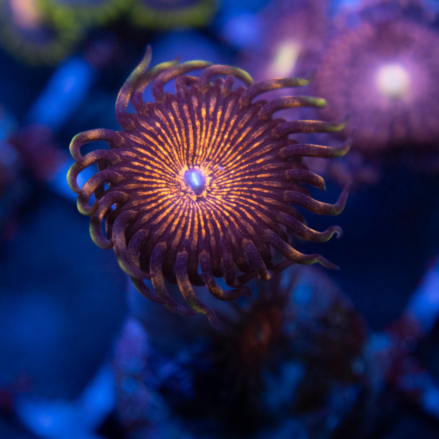 Nightcrawlers Zoa WYSIWYG coral from AquaGemCorals