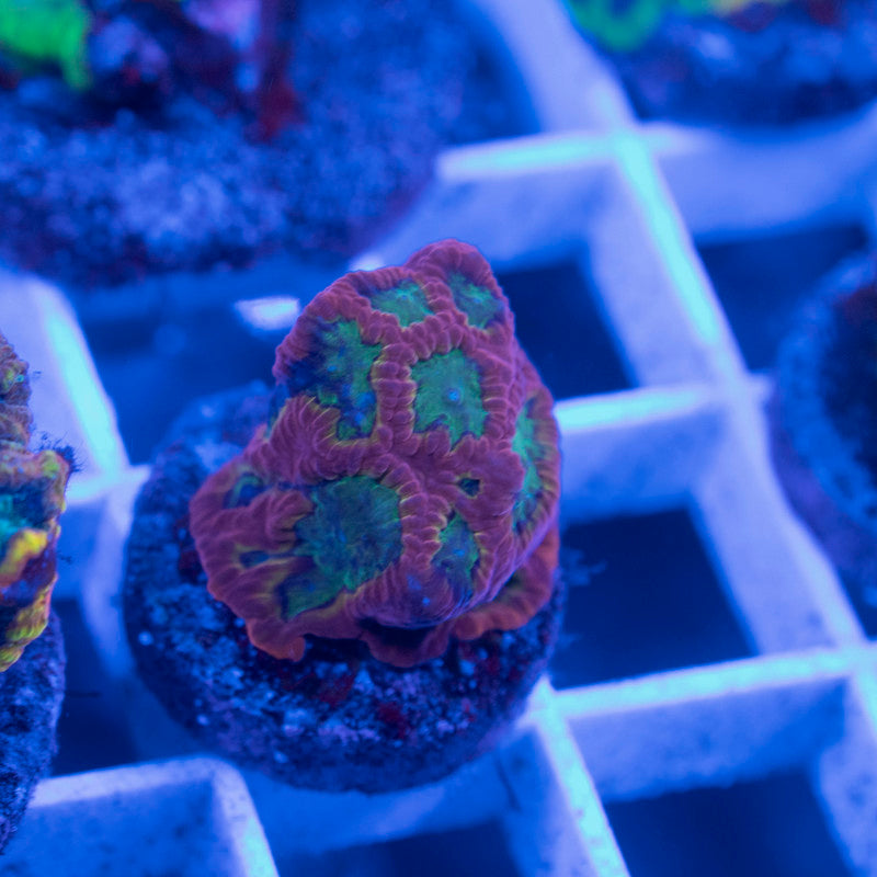 No Name Favia - AquaGemCorals