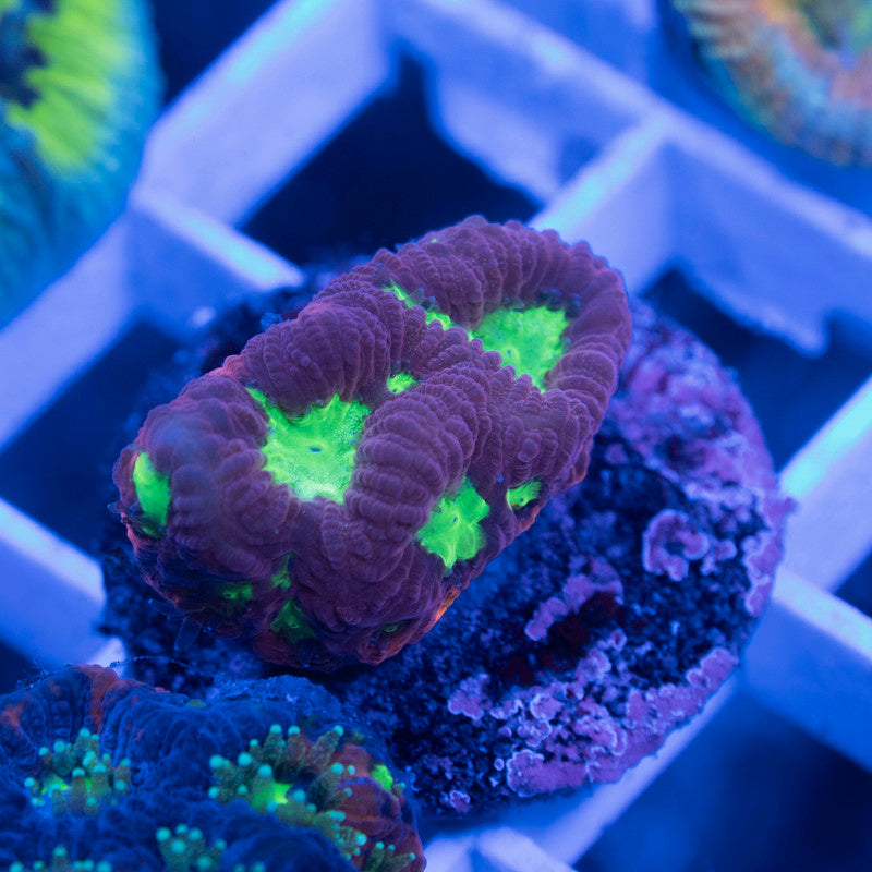 No Name Favia - AquaGemCorals