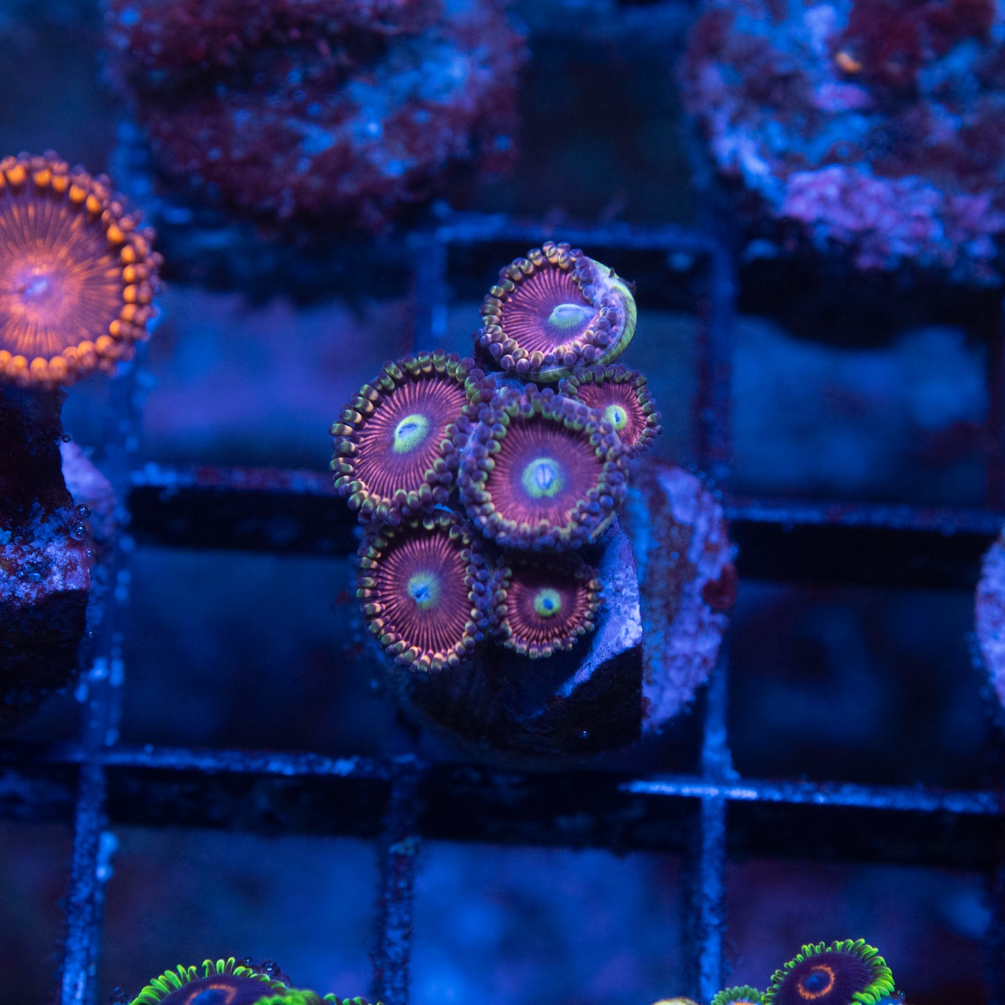 No Name Zoas