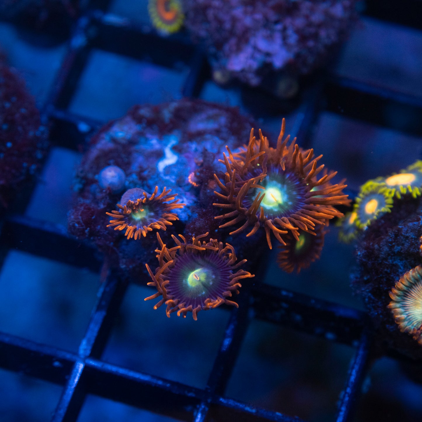 No Name Zoas