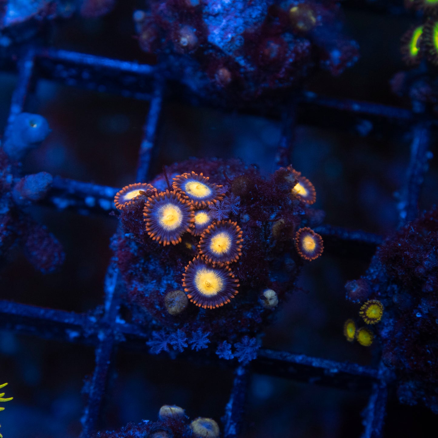 No Name Zoas