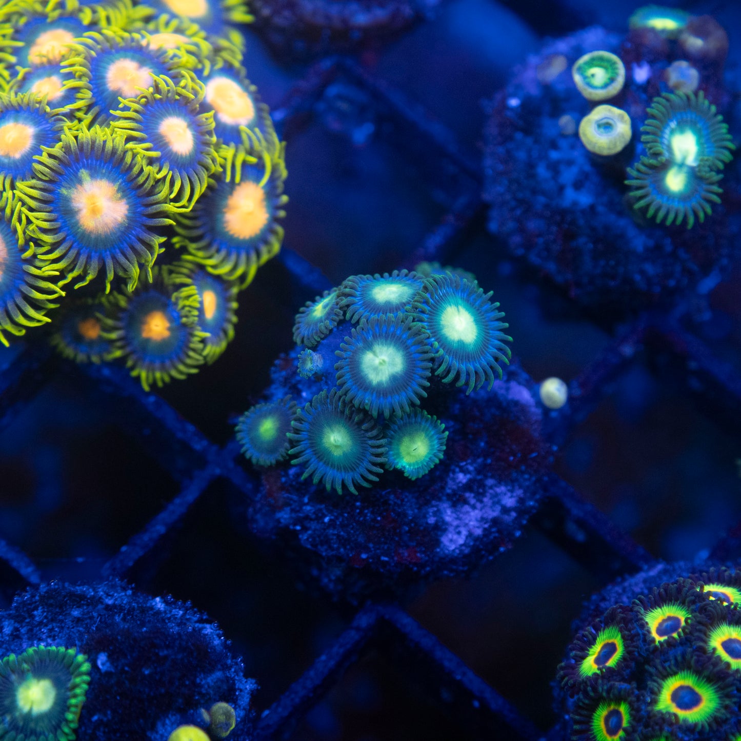 No Name Zoas