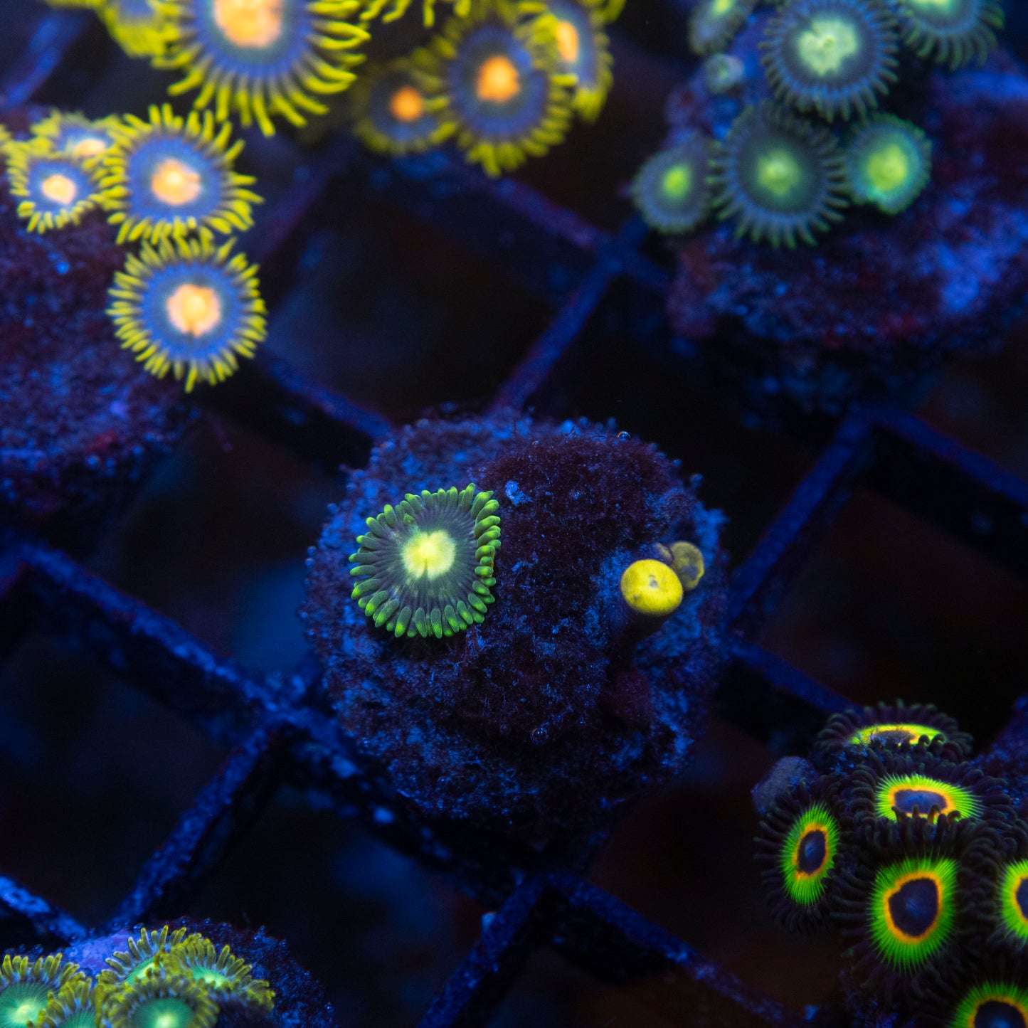 No Name Zoas