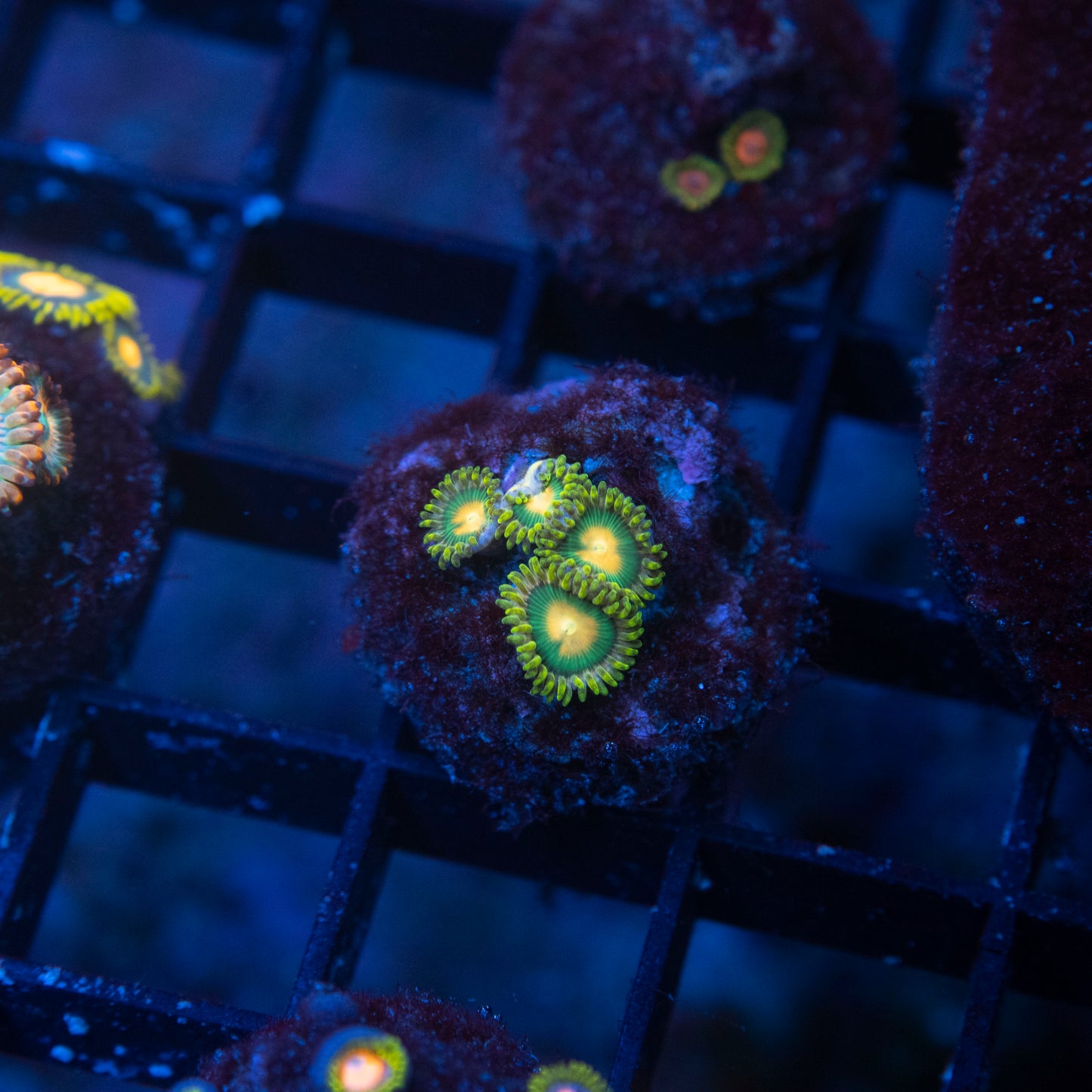 No Name Zoas