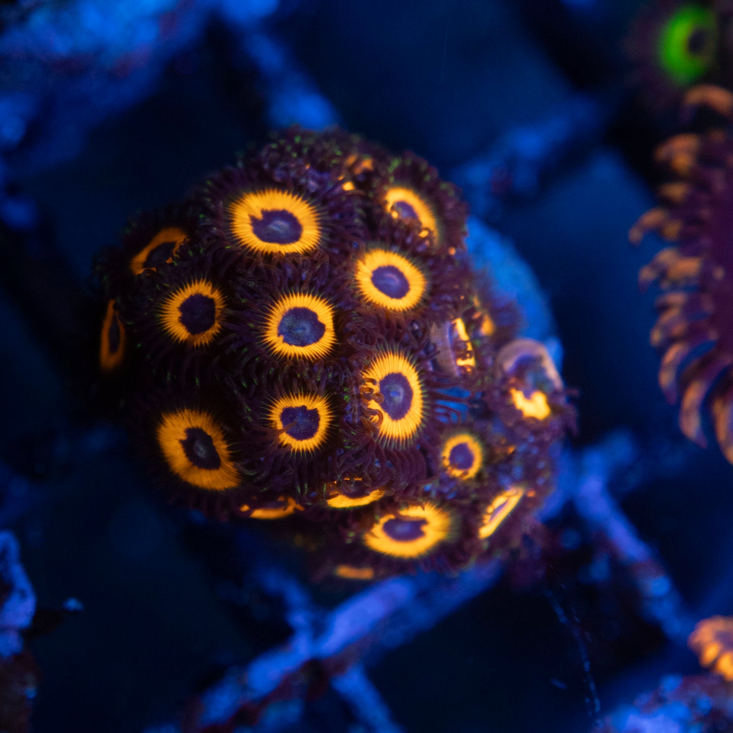 Omega Red Zoa WYSIWYG coral from AquaGemCorals