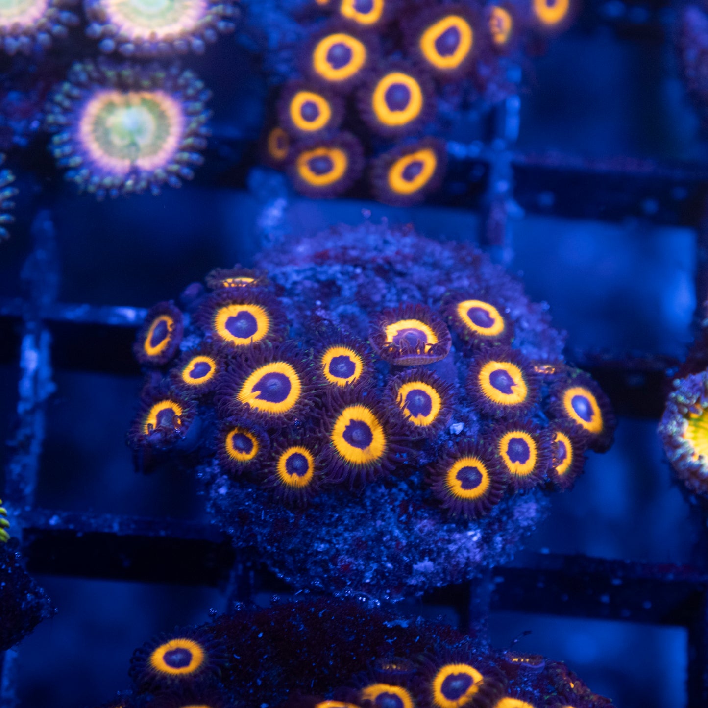 Omega Red Zoanthids