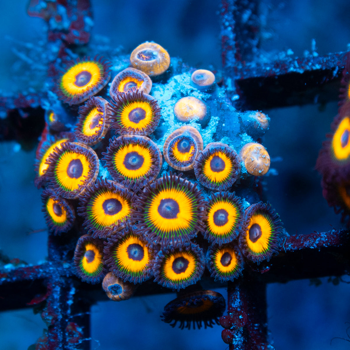 Omega Zoa live reef coral - AquaGemCorals