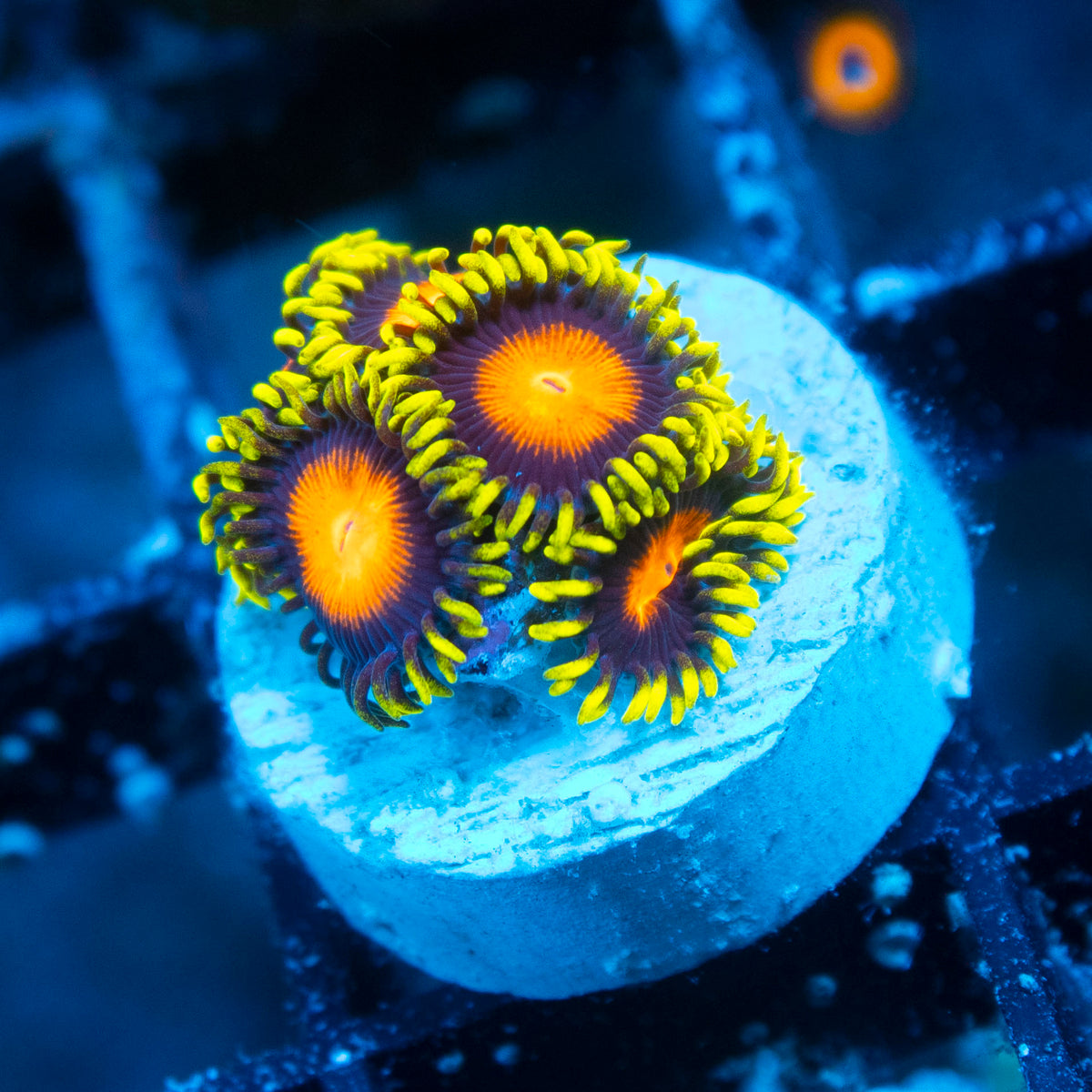 Orange Dragon Eye Zoanthids live reef coral - AquaGemCorals