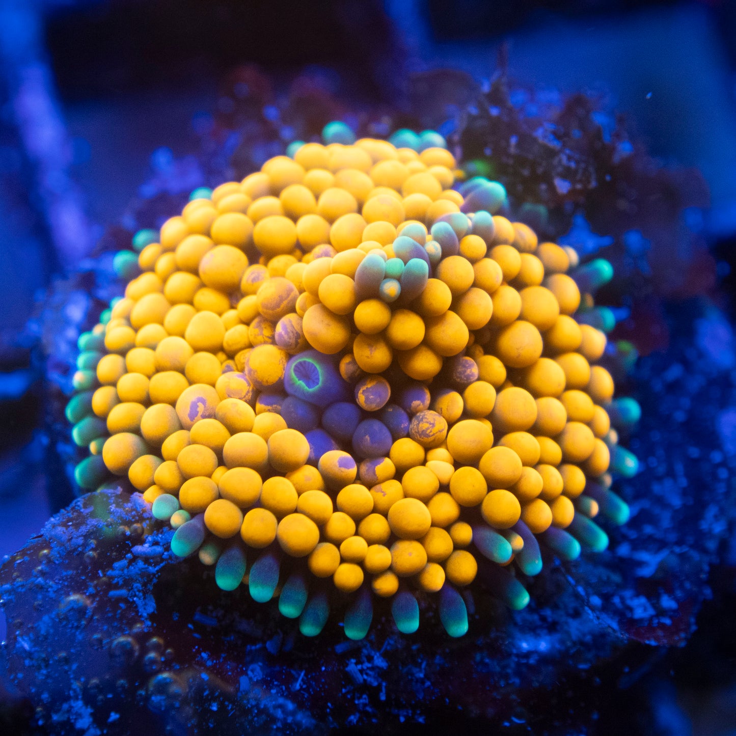 Orange Flordia Ricordia Mushroom