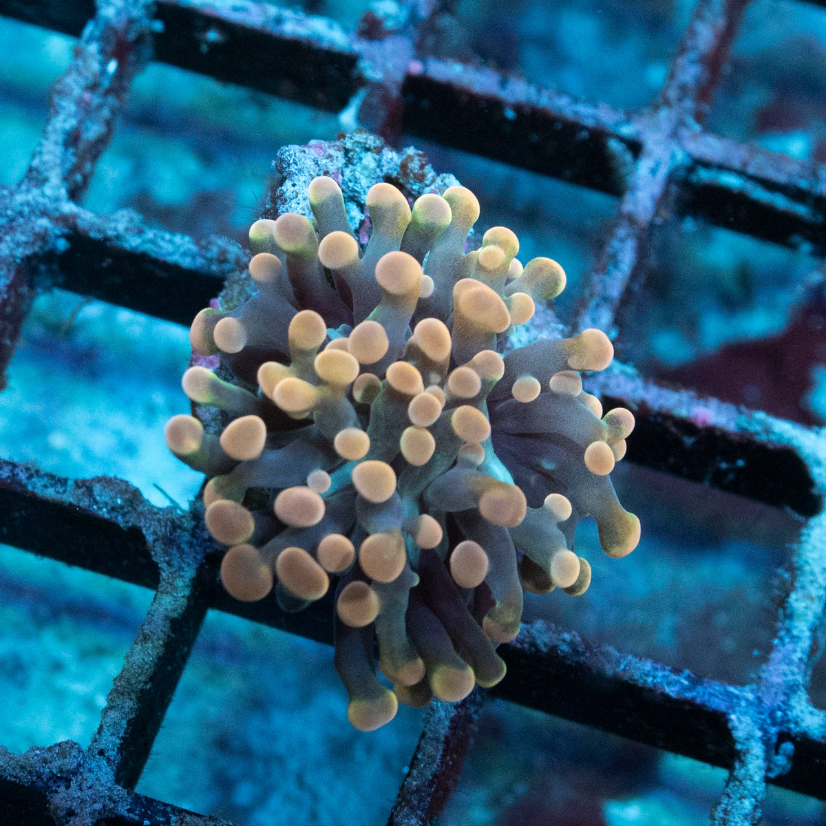 Orange Hammer coral frag from AquaGem Corals