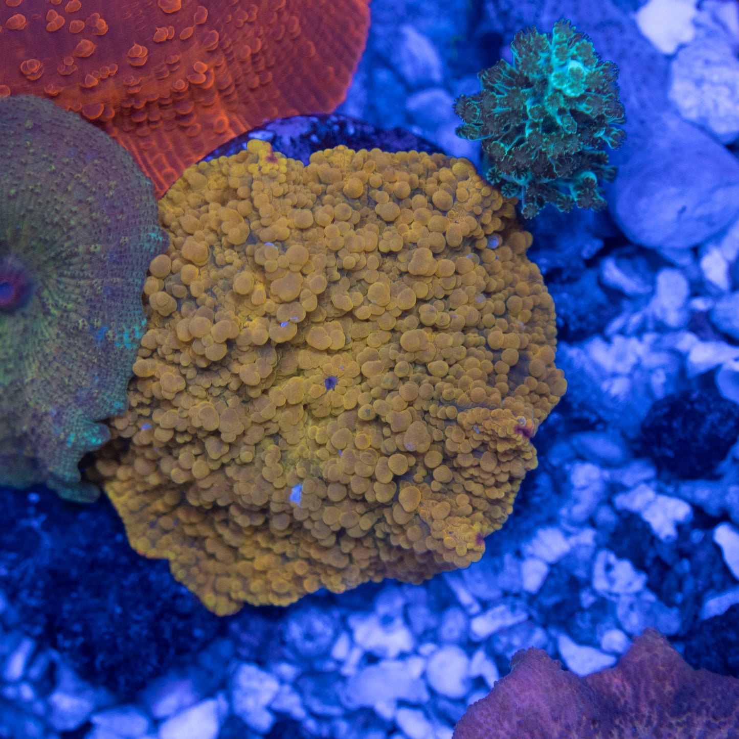 Orange Disco Mushroom - AquaGemCorals