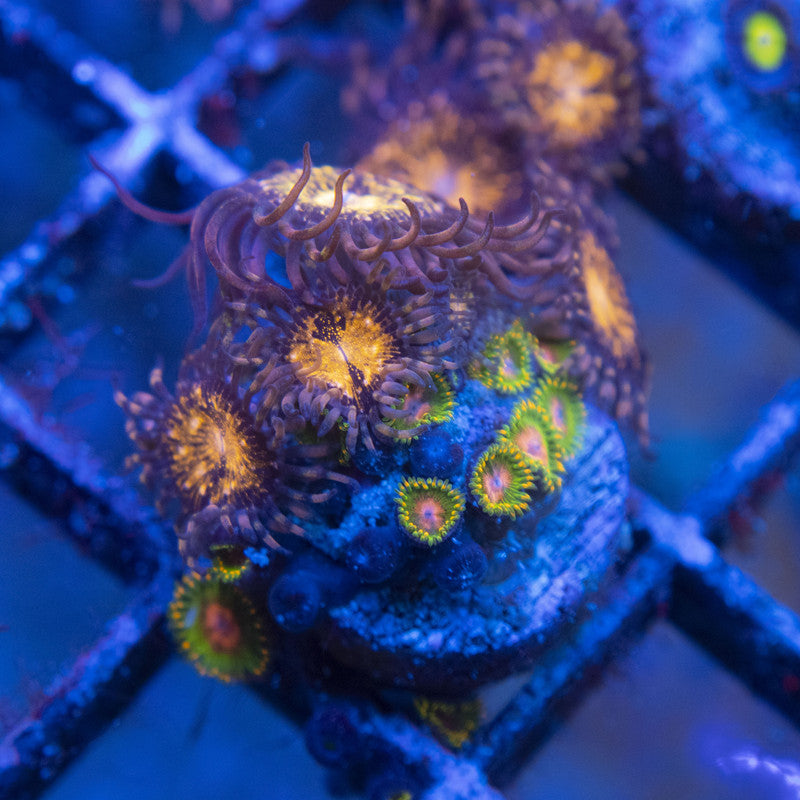Pandora Zoas WYSIWYG live coral for sale at AquaGemCorals