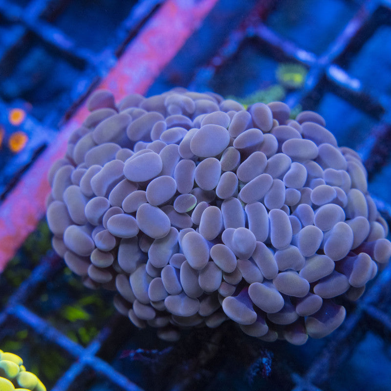 Peach Hammer WYSIWYG live coral for sale at AquaGemCorals