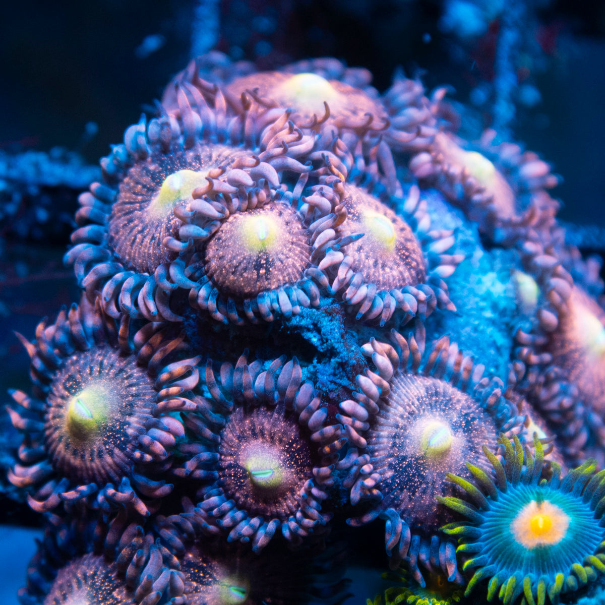 Playboy Bunny Zoa live reef coral - AquaGemCorals