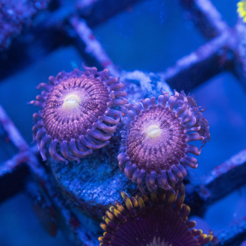Playboy Zoas WYSIWYG live coral for sale at AquaGemCorals