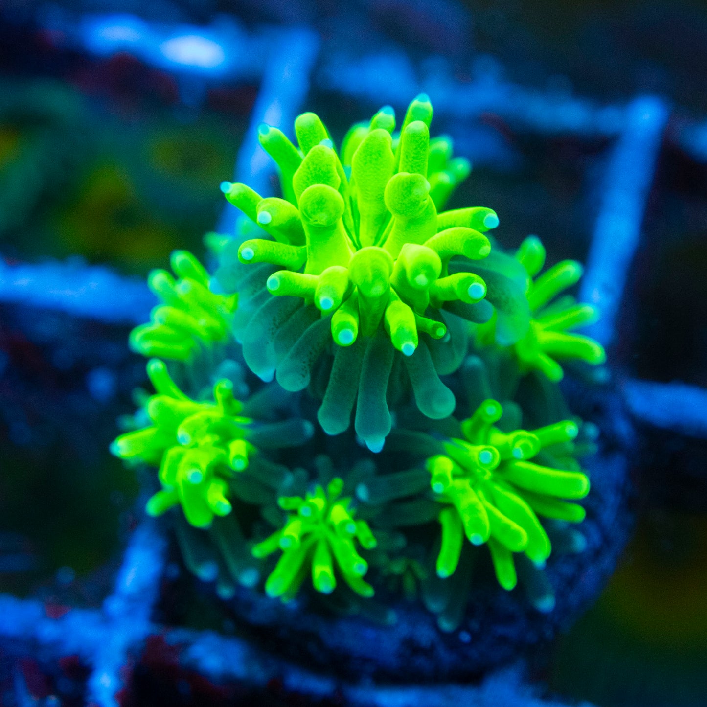 Poison Ivy Galaxea coral (2) WYSIWYG coral from AquaGemCorals
