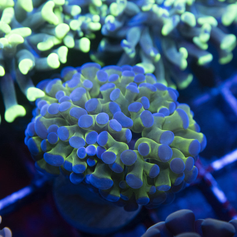 Purple Tip Reverse Frammer