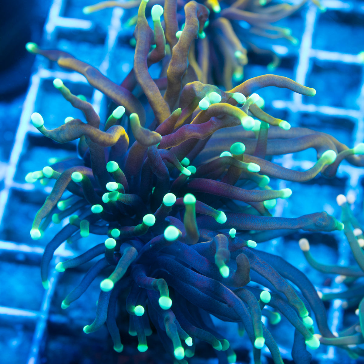 Purple Gold Torch