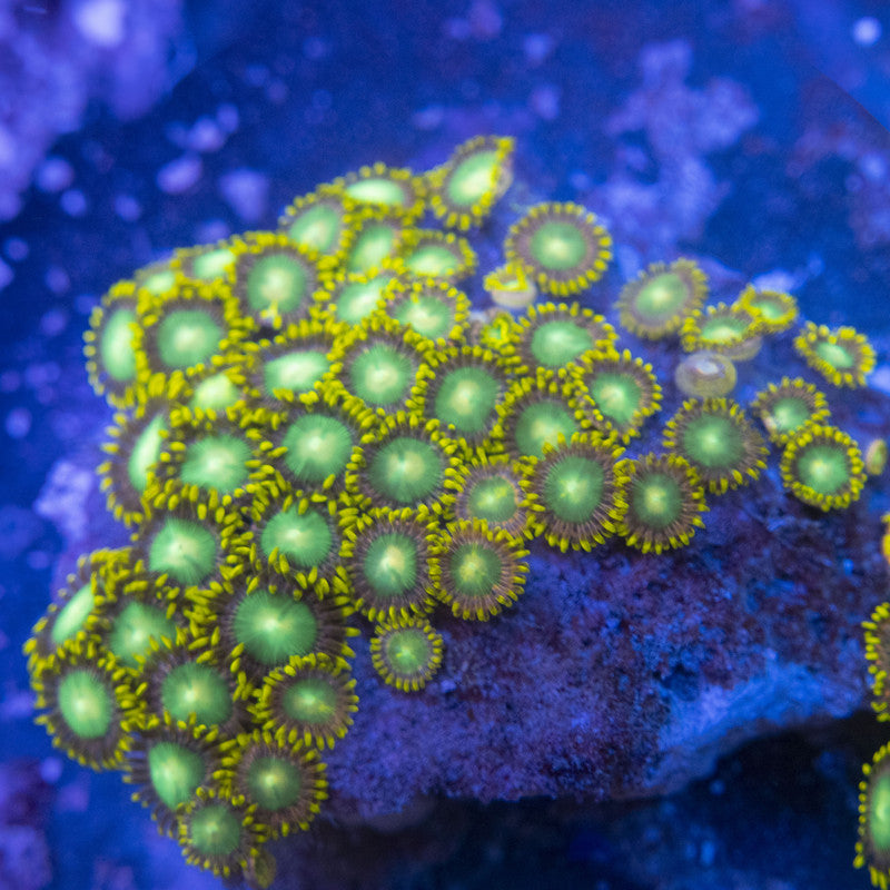 Radioactive Dragon Eye Zoa Colony WYSIWYG live coral for sale at AquaGemCorals