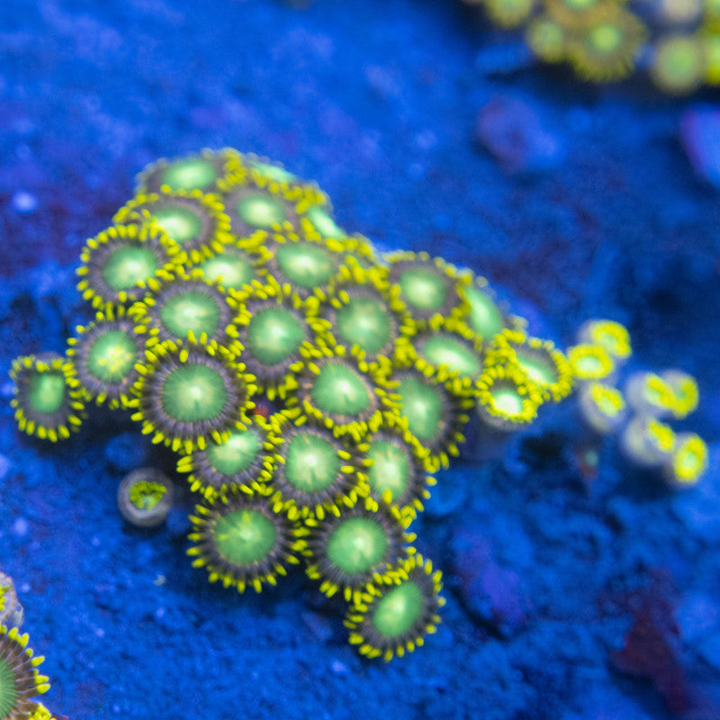 Radioactive Dragon Eye Zoa Colony WYSIWYG live coral for sale at AquaGemCorals