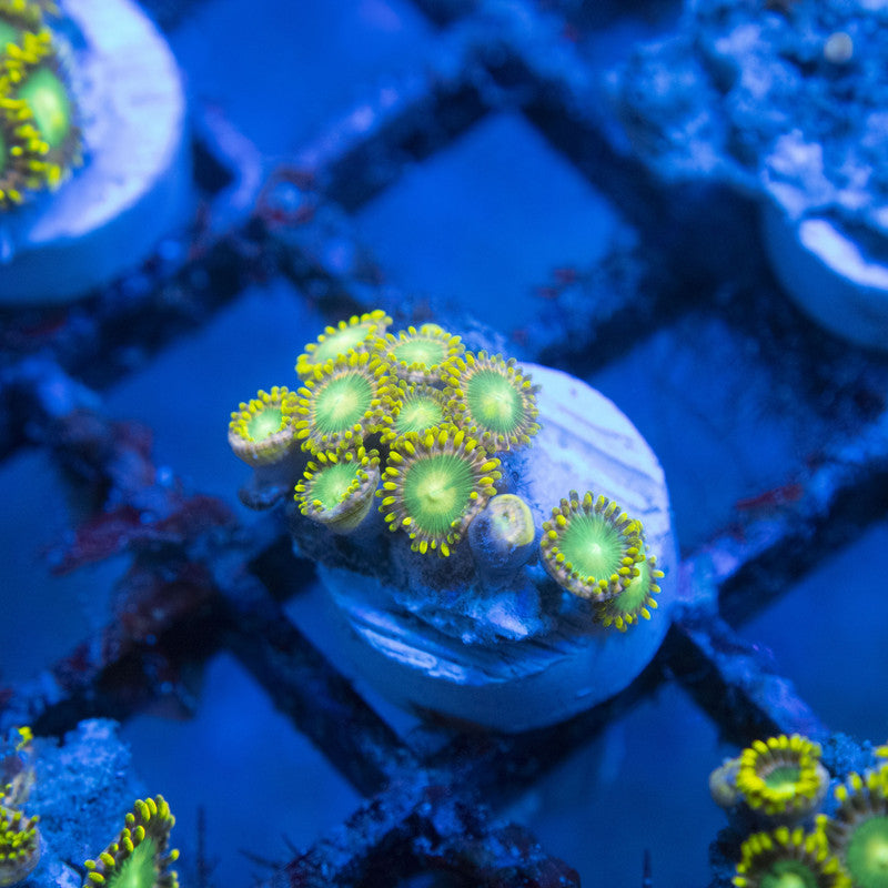 Radioactive Dragon Eye Zoa WYSIWYG live coral for sale at AquaGemCorals