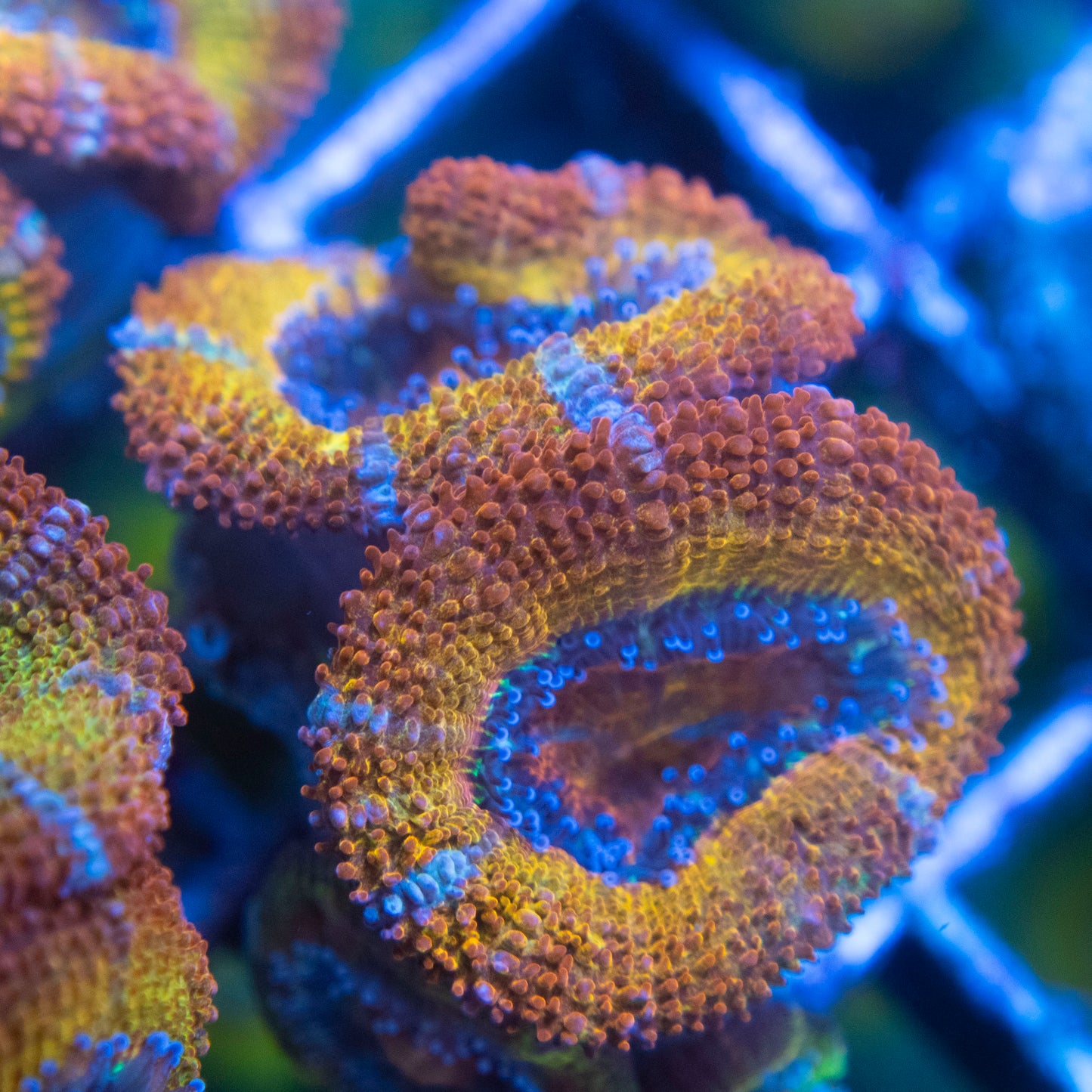 Rainbow Acan