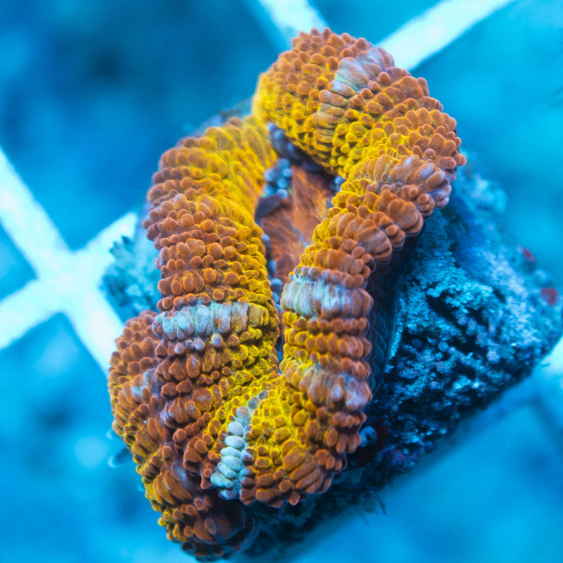 Rainbow Acan live coral for reef aquarium