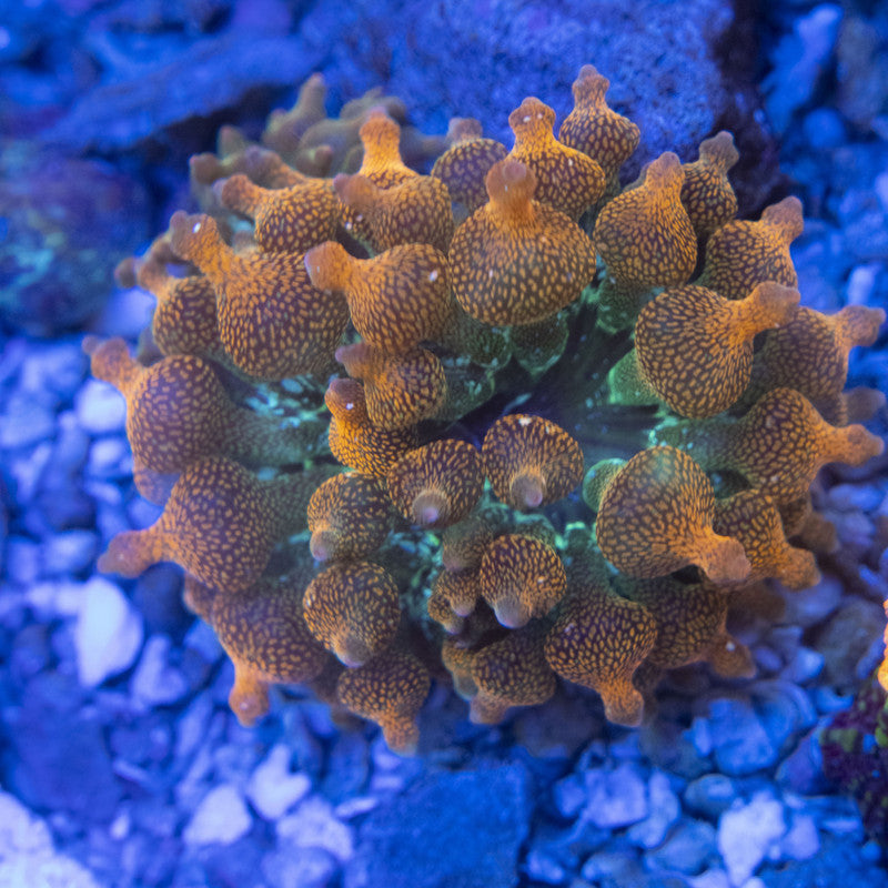 Rainbow Bubble Tip Anemone WYSIWYG live coral for sale at AquaGemCorals