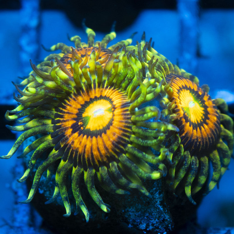 Rainbow Incinerator Zoas live coral for reef aquarium