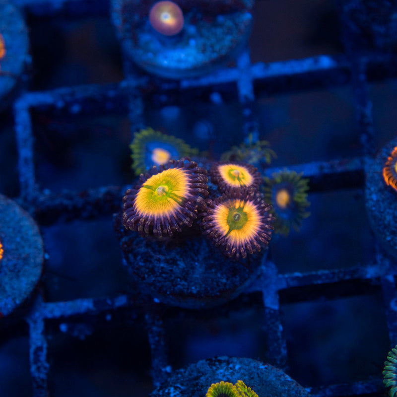 Rainbow Infusion Zoas