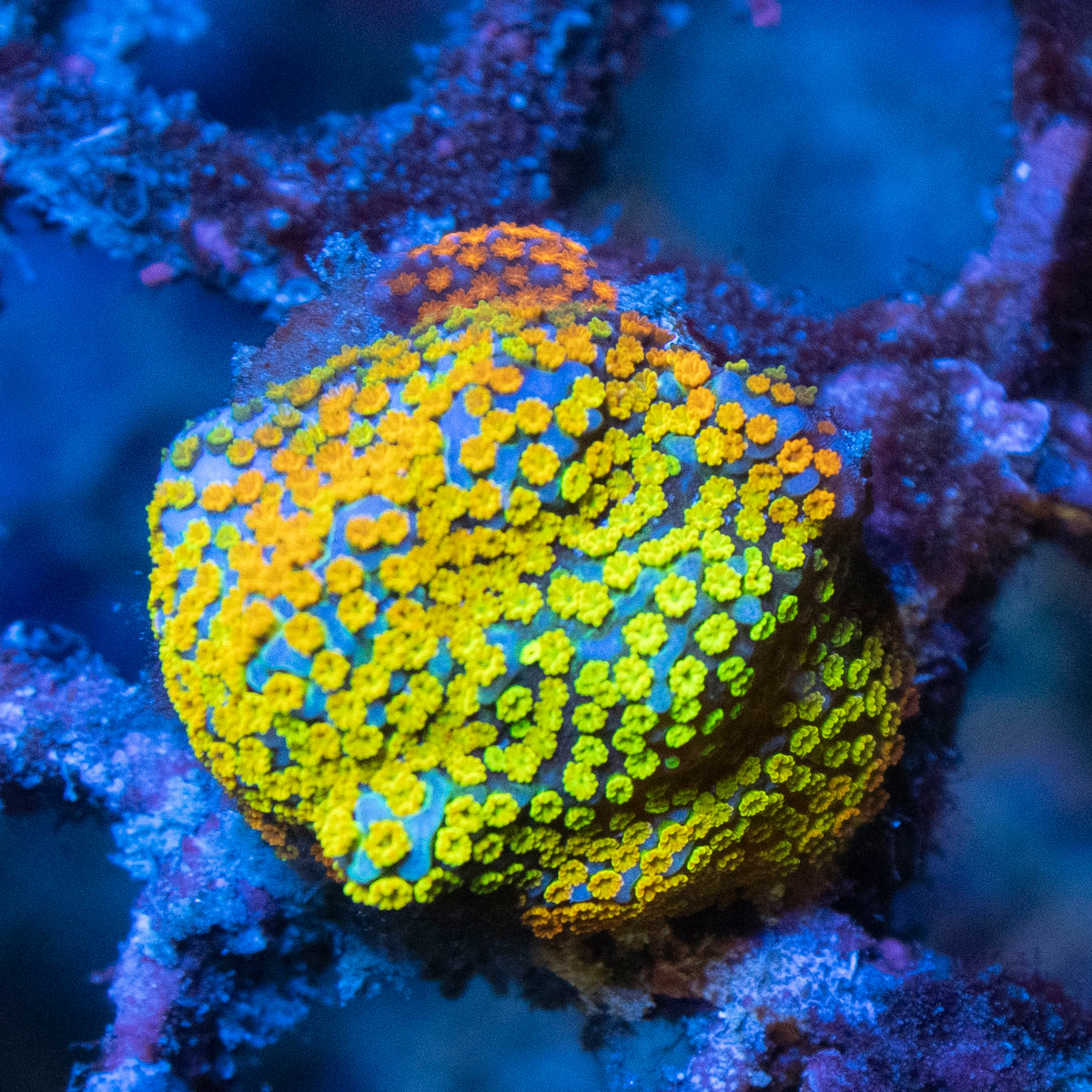Rainbow Monti coral frag from AquaGem Corals