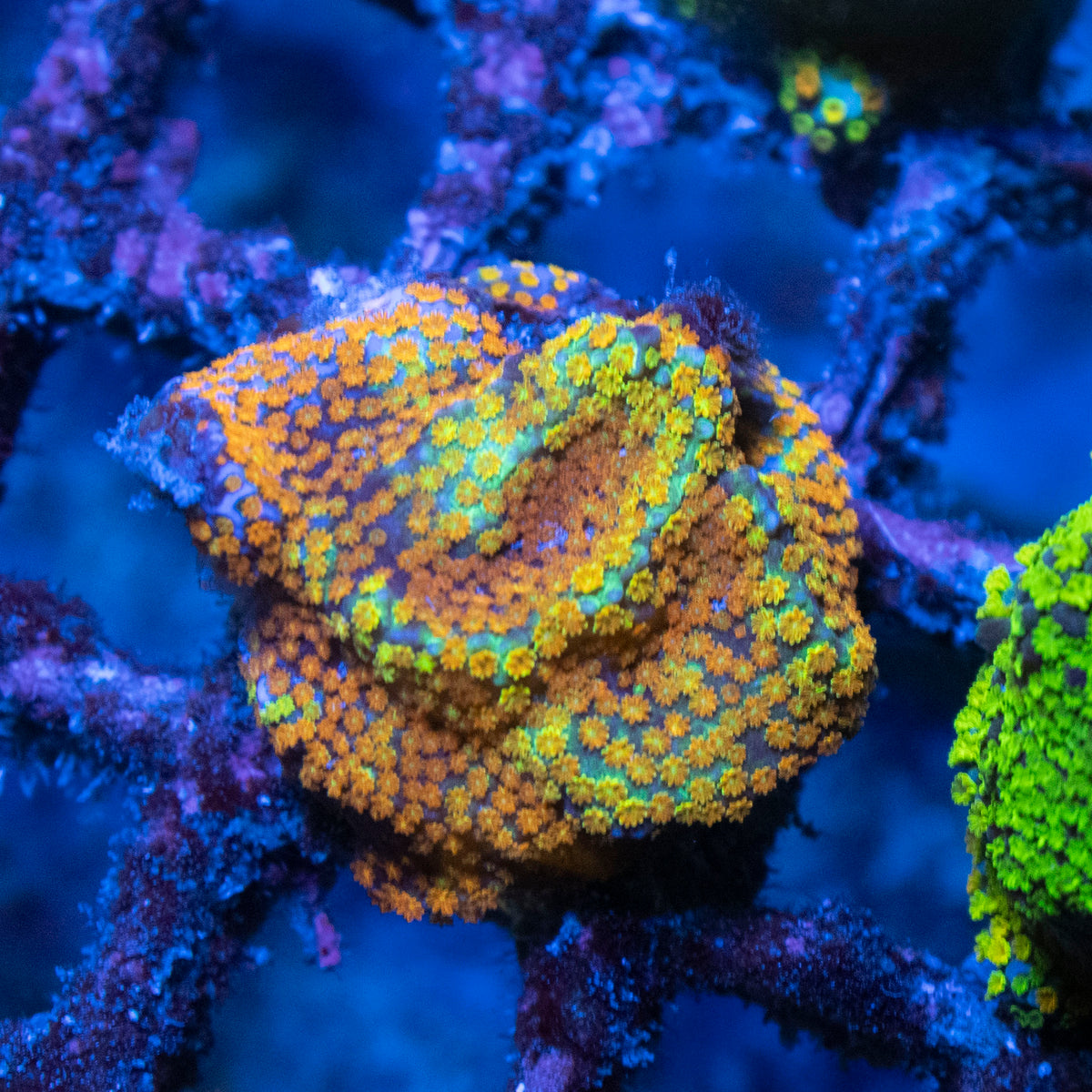 Rainbow Monti coral frag from AquaGem Corals