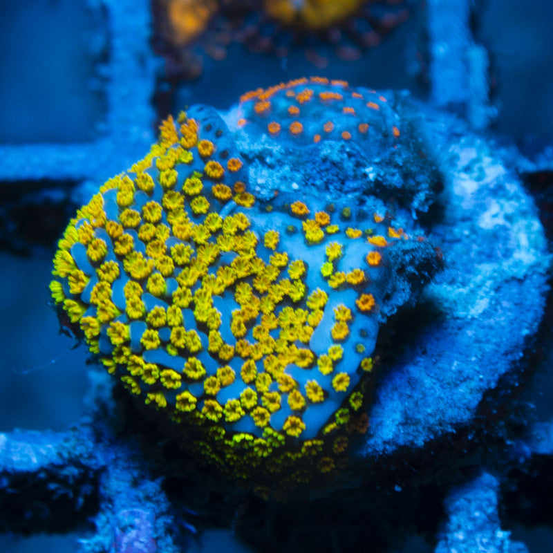 Rainbow Monti live coral for reef aquarium