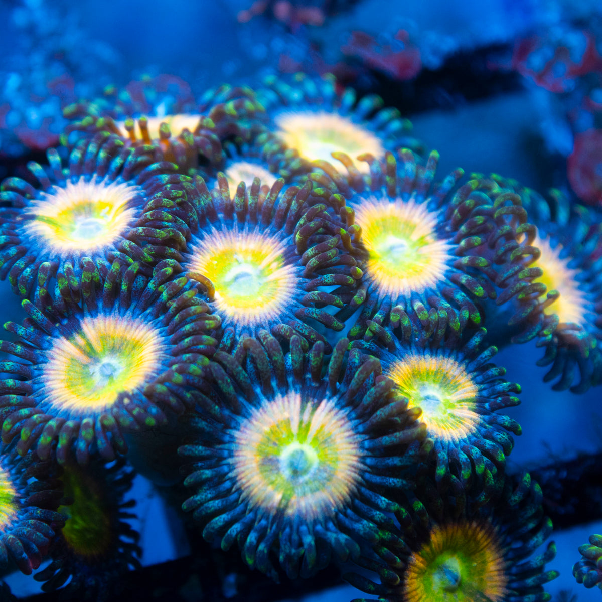 Rainbow Infusion Zoa