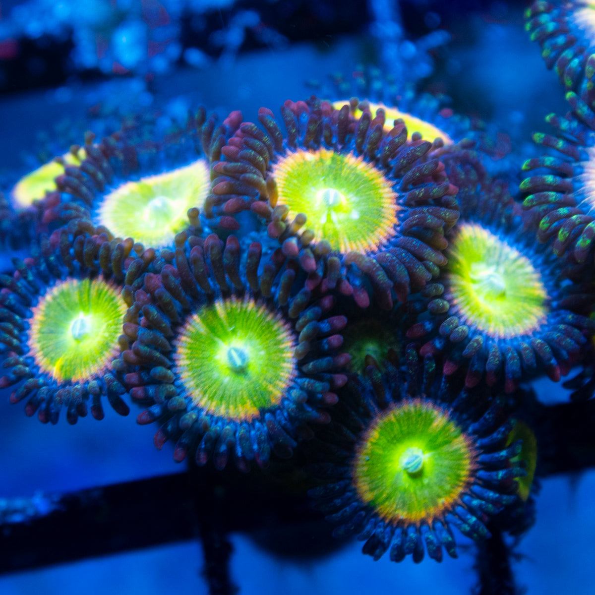 Rainbow Infusion Zoa