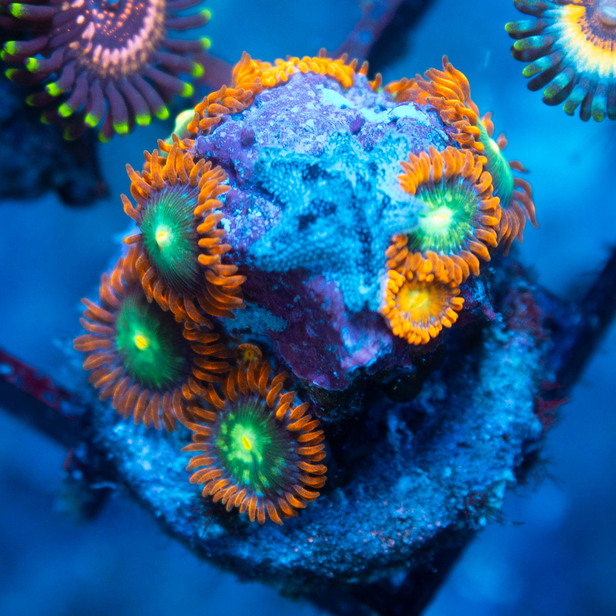 Random Zoa