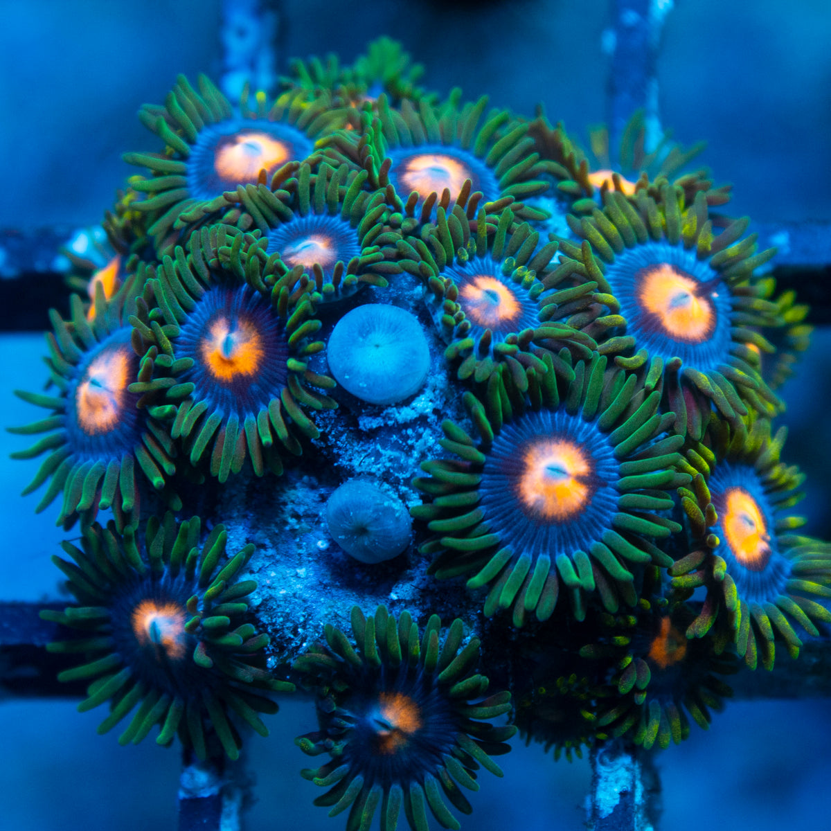 Random Zoas