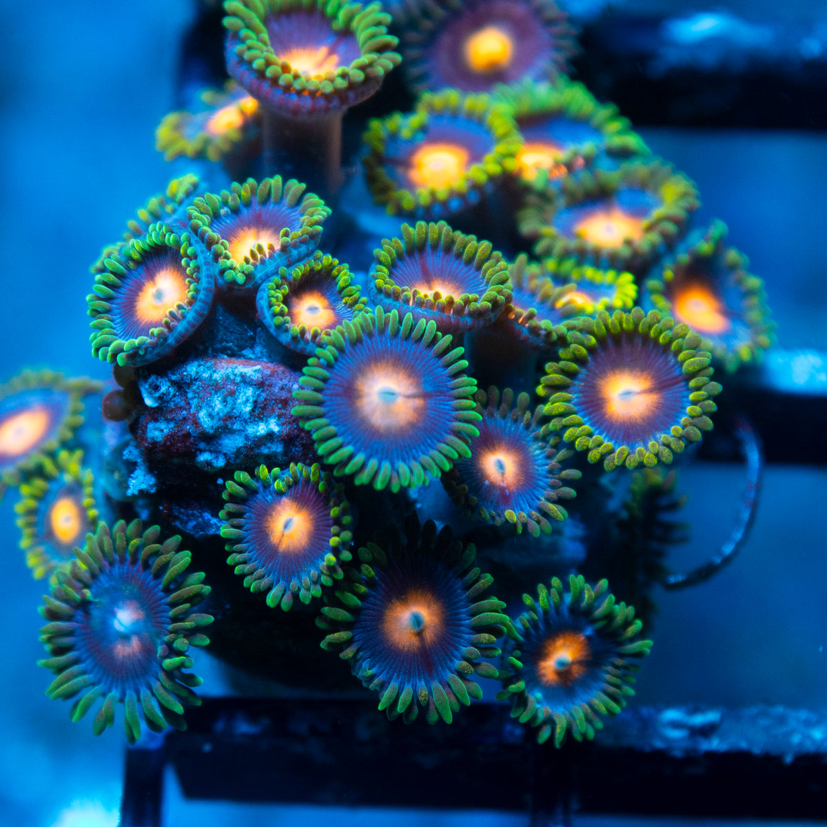 Random Zoas