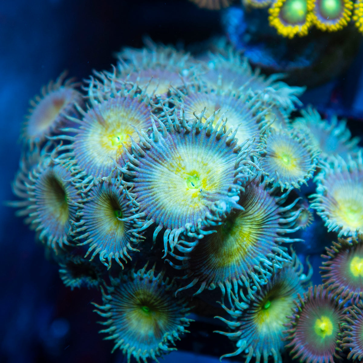 Random Zoas