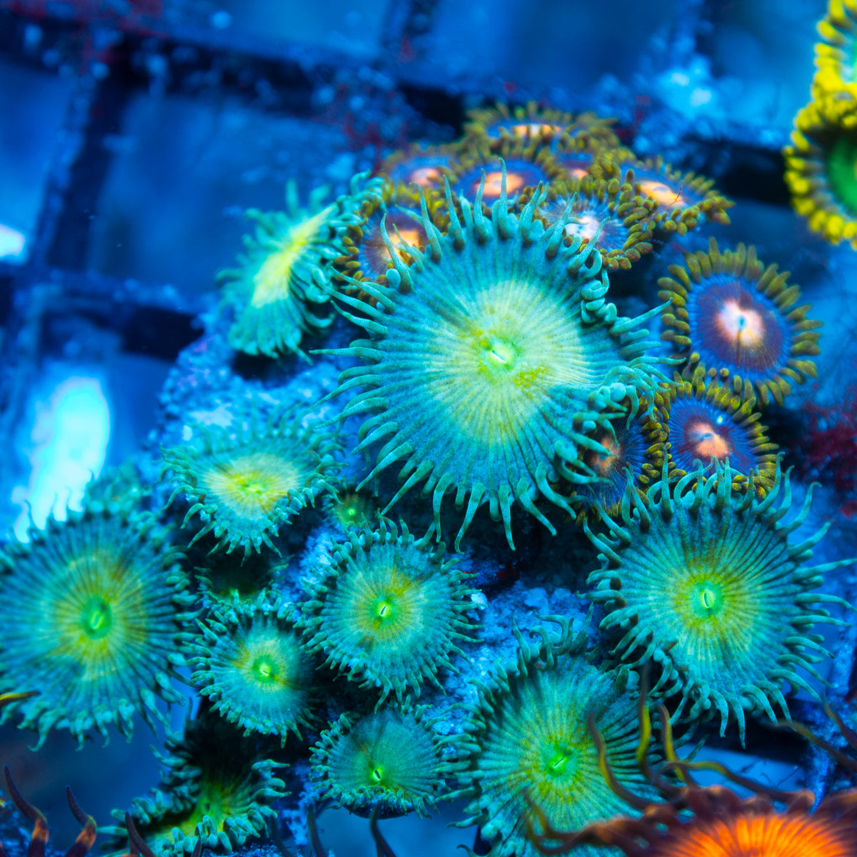 Random Zoas