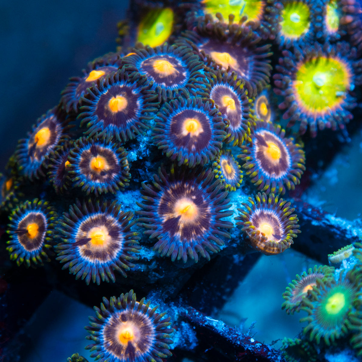 Random Zoas