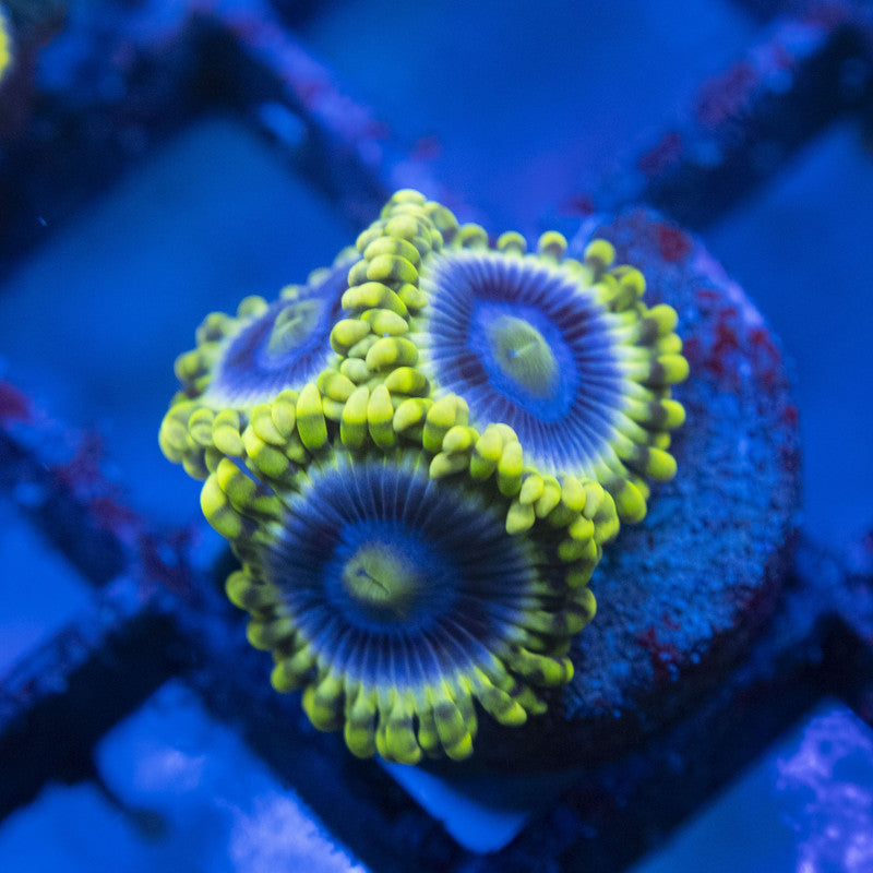 Rare Mr Meeseeks Zoa WYSIWYG live coral for sale at AquaGemCorals