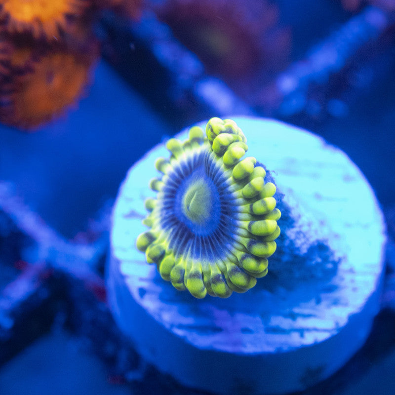 Rare Mr Meeseeks Zoa WYSIWYG live coral for sale at AquaGemCorals