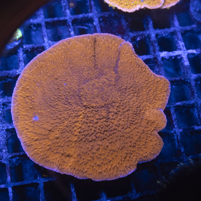 Red Cap Monti Mini Colony