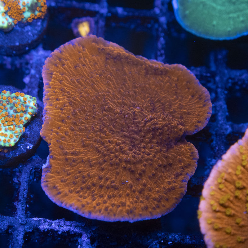 Red Cap Monti Mini Colony