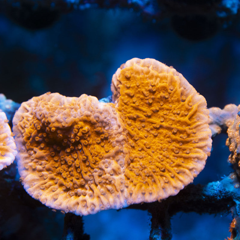 Red Cap Monti live coral for reef aquarium