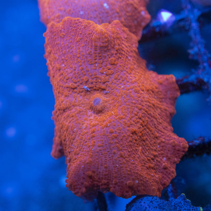 Red Disco Mushroom WYSIWYG live coral for sale at AquaGemCorals