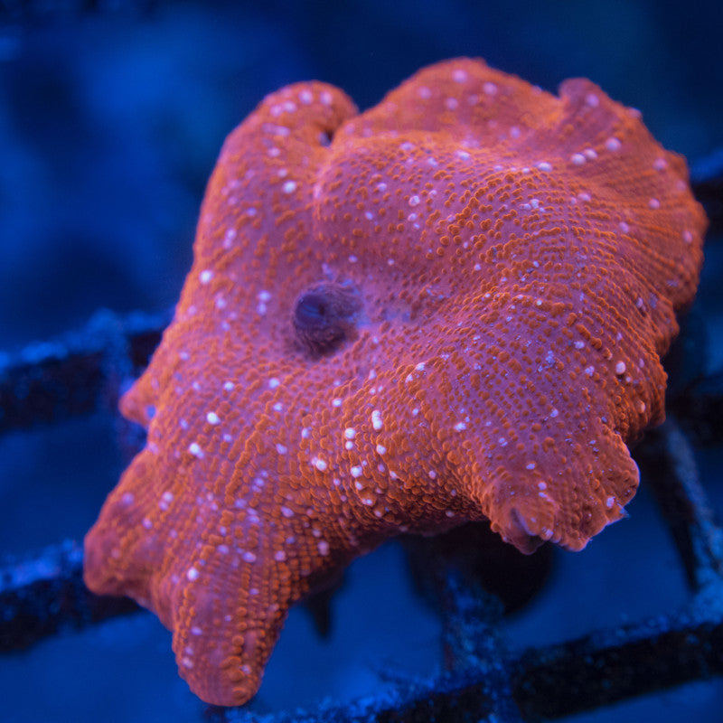 Red Disco Mushroom WYSIWYG live coral for sale at AquaGemCorals