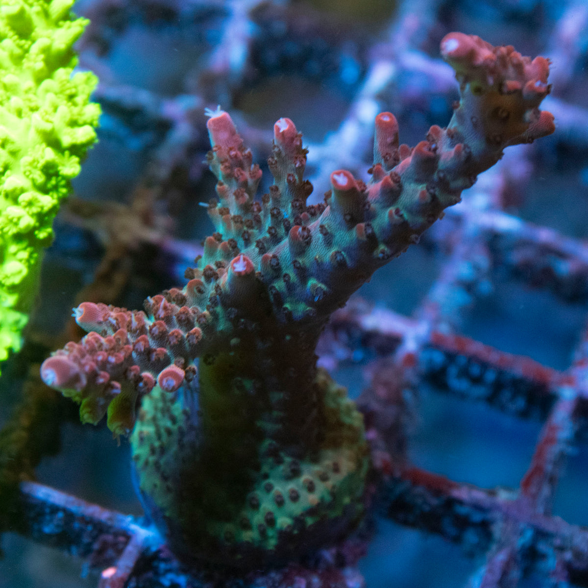 Red Robin Acro coral frag from AquaGem Corals